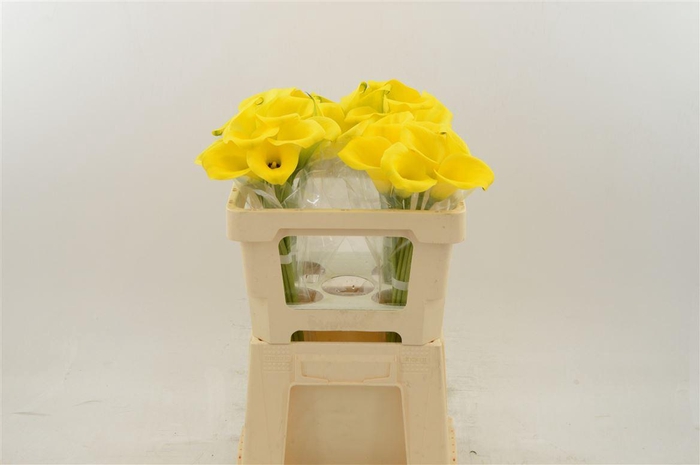 <h4>Calla Gold Label | Dubbelbloemig</h4>