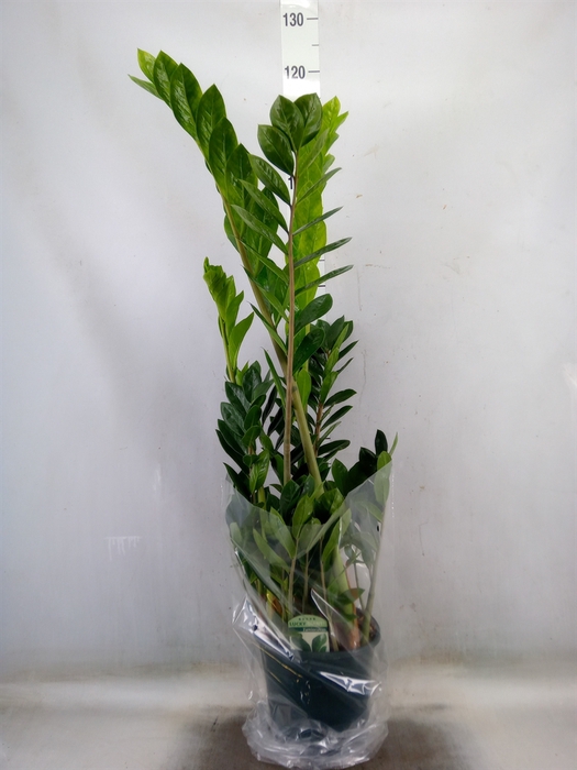 <h4>Zamioculcas zamiifolia</h4>