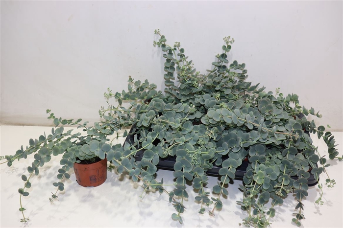 <h4>Sedum Sieboldii</h4>