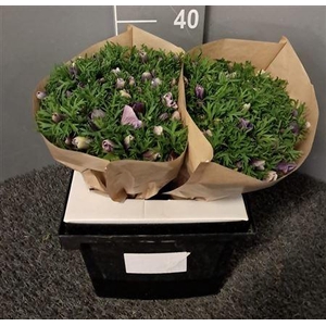 Anem Rainbow Lavender