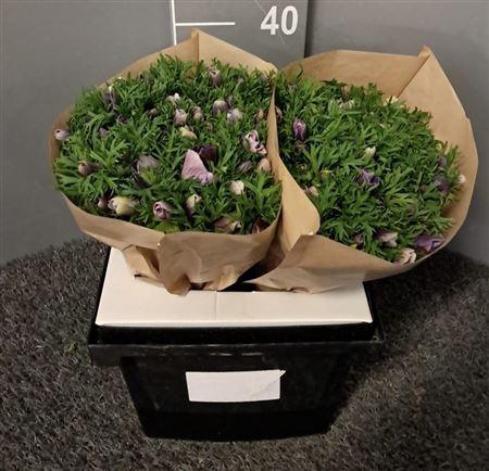 <h4>Anem Rainbow Lavender</h4>