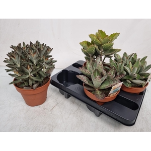 KALANCHOE OV