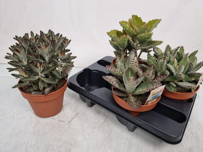 <h4>KALANCHOE OV</h4>