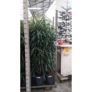 Ficus binn. 'Alii'