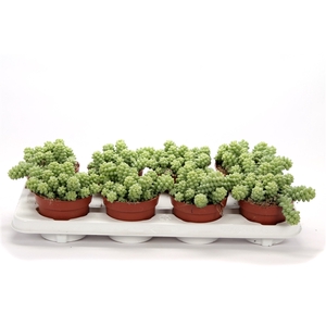 Sedum burrito 12 cm