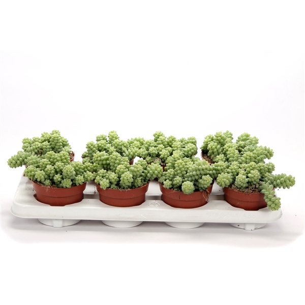 <h4>Sedum burrito 12 cm</h4>