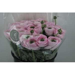 Ran Cloni Sup Confetto San Mauro