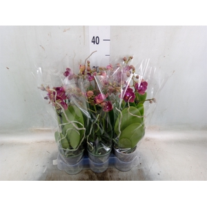 Phalaenopsis multi. 'Cute Holly 15'