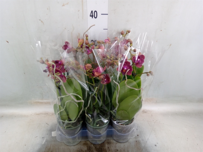 <h4>Phalaenopsis multi. 'Cute Holly 15'</h4>