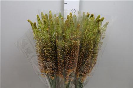 <h4>Eremurus Ruiter</h4>
