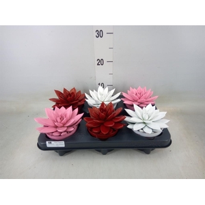 Echeveria  'Miranda'