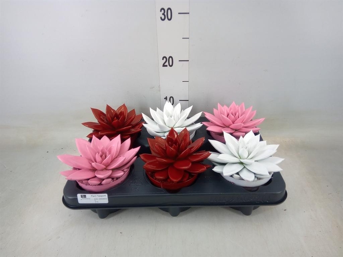 <h4>Echeveria  'Miranda'</h4>