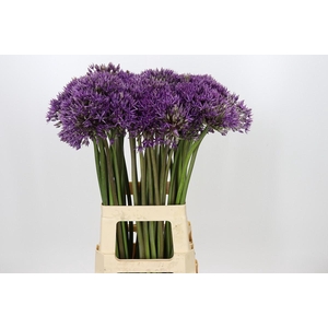 Allium Jackpot