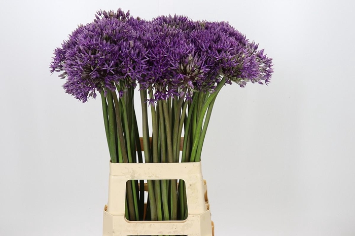 <h4>Allium Jackpot</h4>