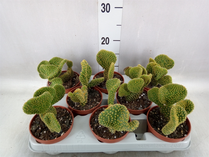 <h4>Opuntia microdasys 'Cristata'</h4>