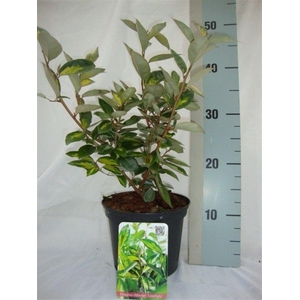 Elaeagnus x ebbingei 'Limelight'