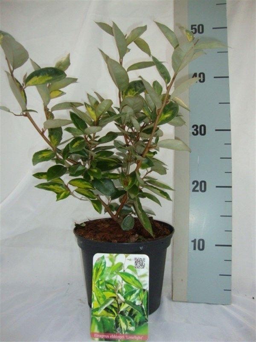 <h4>Elaeagnus x ebbingei 'Limelight'</h4>