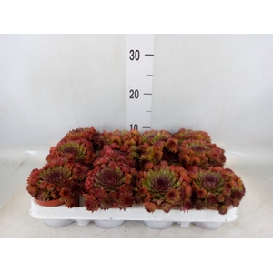 Sempervivum   ...