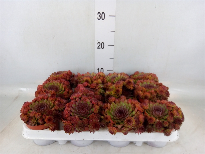 <h4>Sempervivum   ...</h4>