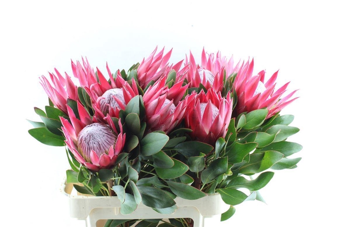 <h4>Protea Cy Madiba</h4>