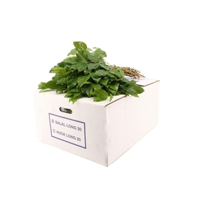 Salal Long