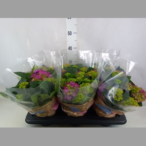 Hydrangea mac. 'Ningbo'