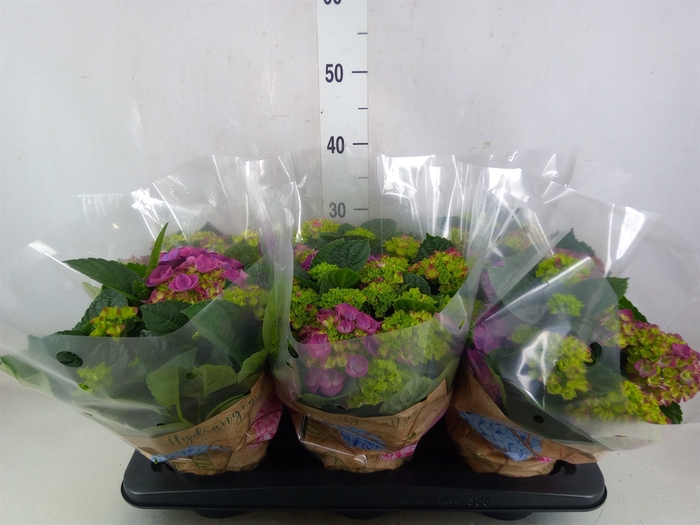 <h4>Hydrangea mac. 'Ningbo'</h4>