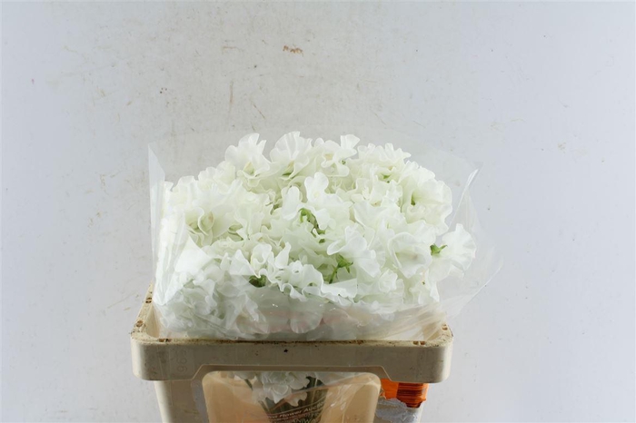 Lathyr Od Crystal White With Seeds