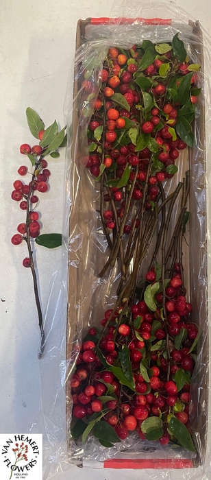 <h4>MALUS RED SENTINEL</h4>