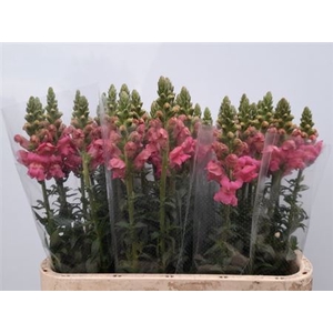 Antirrhinum Po Pink