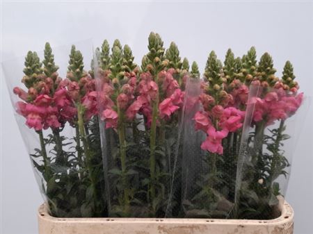 Antirrhinum Po Pink