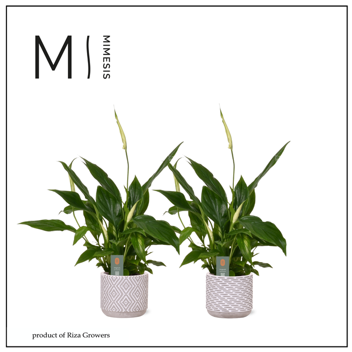 <h4>Spathiphyllum Chopin Charming - 9cm in Rome | Mimesis</h4>