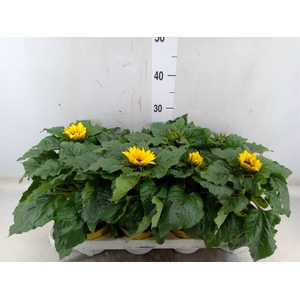 Helianthus an. 'Sunsation'