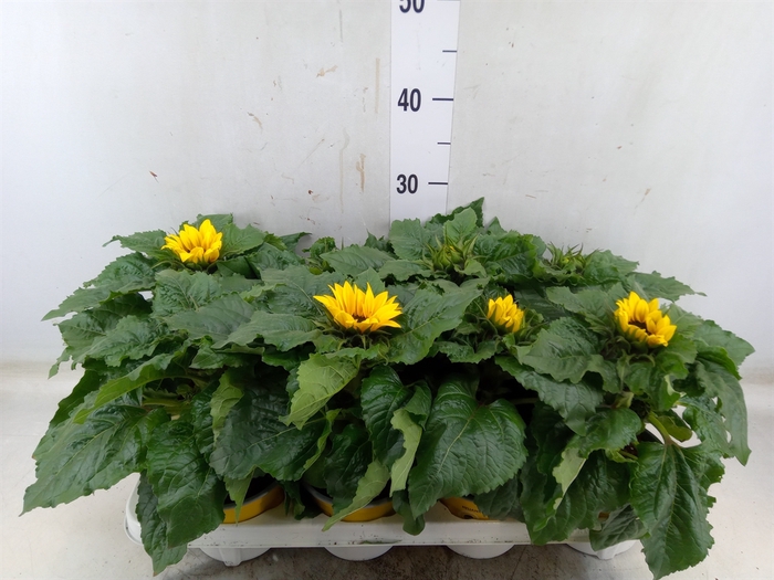 <h4>Helianthus an. 'Sunsation'</h4>