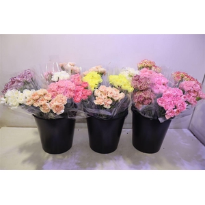 Di St Gem In Fust X10