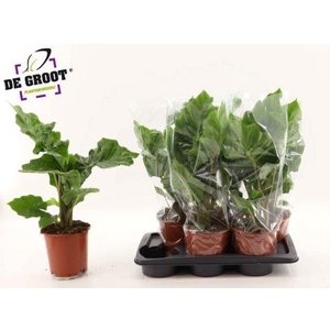 Alocasia 'Low Rider'