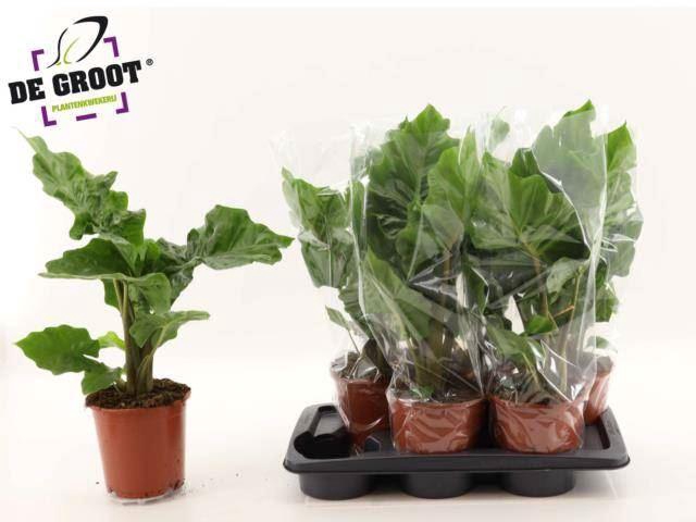 <h4>Alocasia 'Low Rider'</h4>