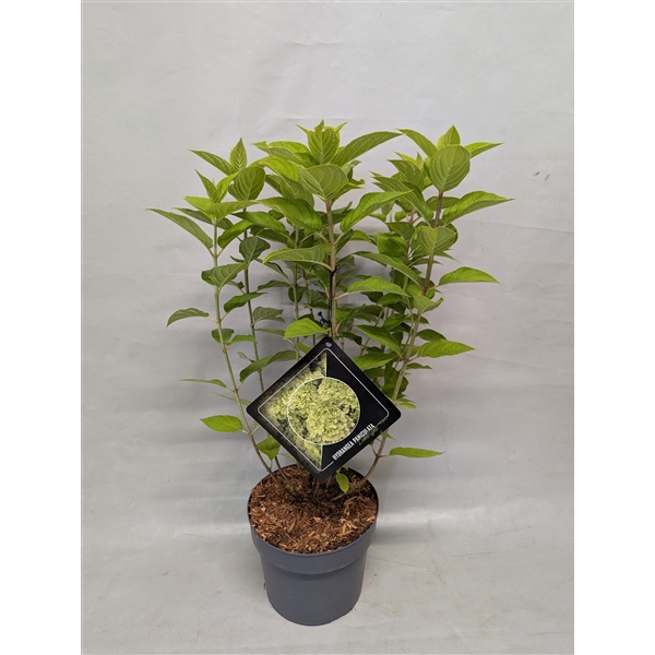 <h4>Hydrangea Paniculata 'Limelight' 19 cm</h4>