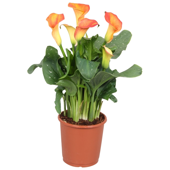 <h4>Zantedeschia Fireworks Calla oranje</h4>