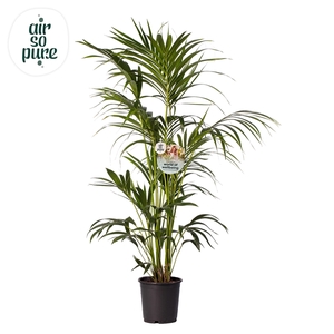 KENTIA - P24 H150 - 6PP - Air So Pure (howea forsteriana)