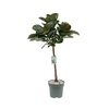 Ficus Makana