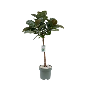 Ficus Makana