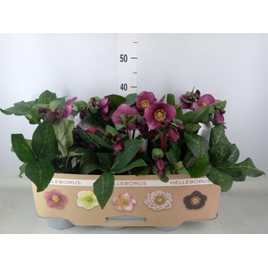Helleborus  'Fkiss Charmer'