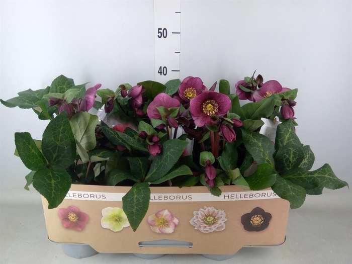 <h4>Helleborus  'Fkiss Charmer'</h4>