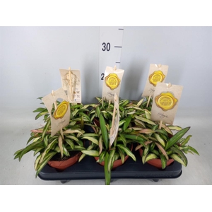 Hoya wayetii 'Tricolor'