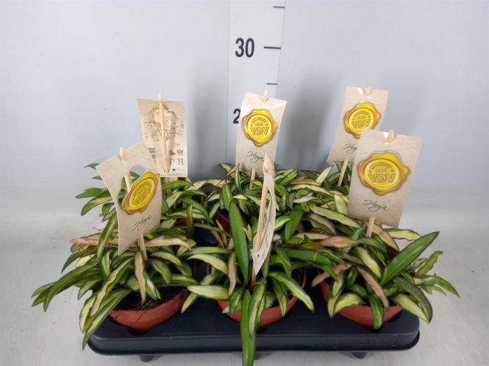 <h4>Hoya wayetii 'Tricolor'</h4>