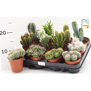 CACTUS GEM
