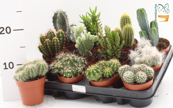 <h4>CACTUS GEM</h4>