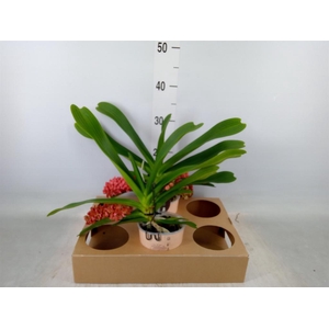 Rhynchostylis gig. 'Aromatiq Evoke'