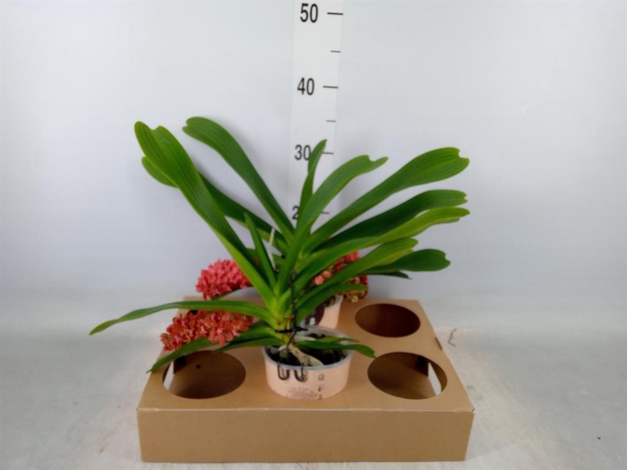 <h4>Rhynchostylis gig. 'Aromatiq Evoke'</h4>